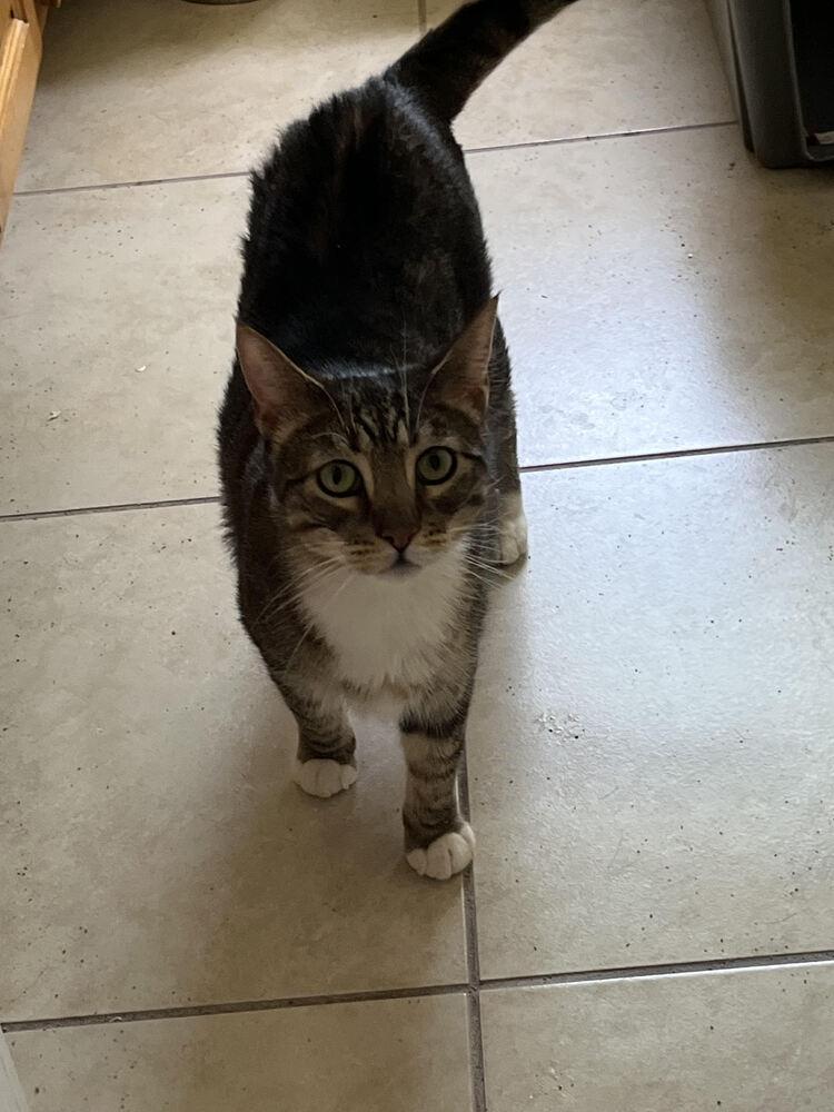 Enlarge Jade, a Adoptable Domestic Short Hair in Lancaster, CA image 2/4