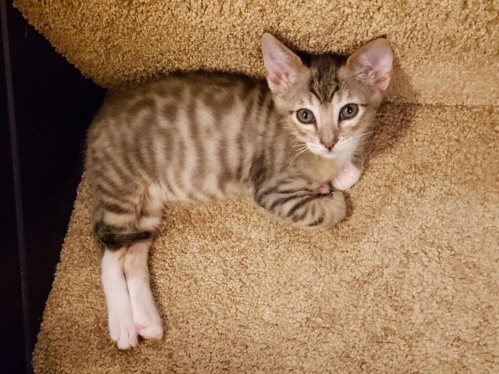 Enlarge Jade, a Adoptable Domestic Short Hair in Lancaster, CA image 4/4