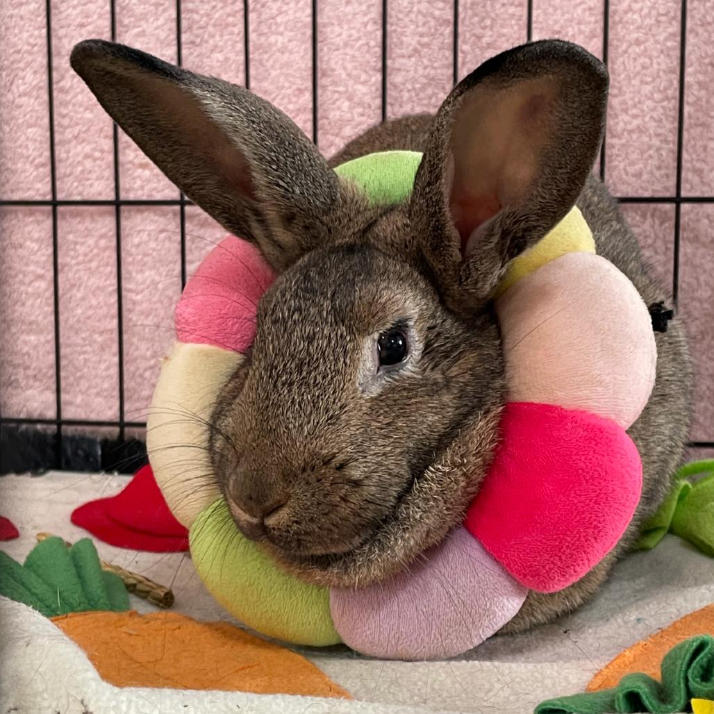 Truffle, Adoptable, Young Female American.