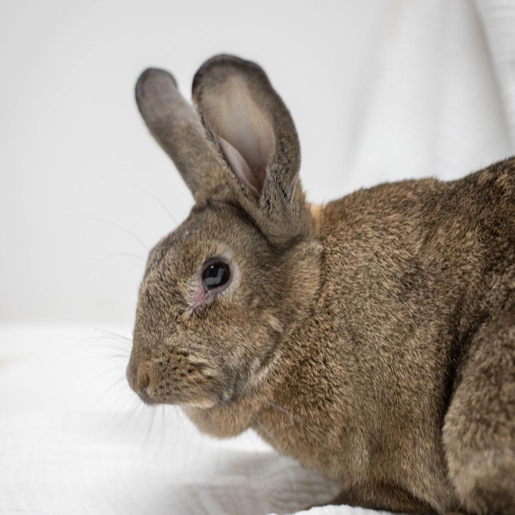 Enlarge Truffle, a Adoptable American in San Diego, CA image 2/6