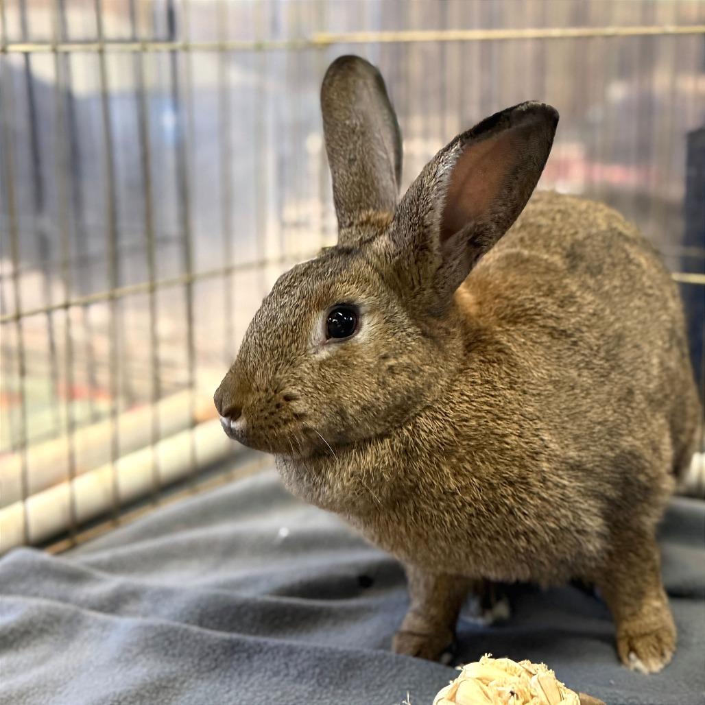 Enlarge Truffle, a Adoptable American in San Diego, CA image 3/6