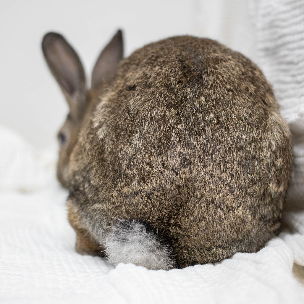 Enlarge Truffle, a Adoptable American in San Diego, CA image 4/6