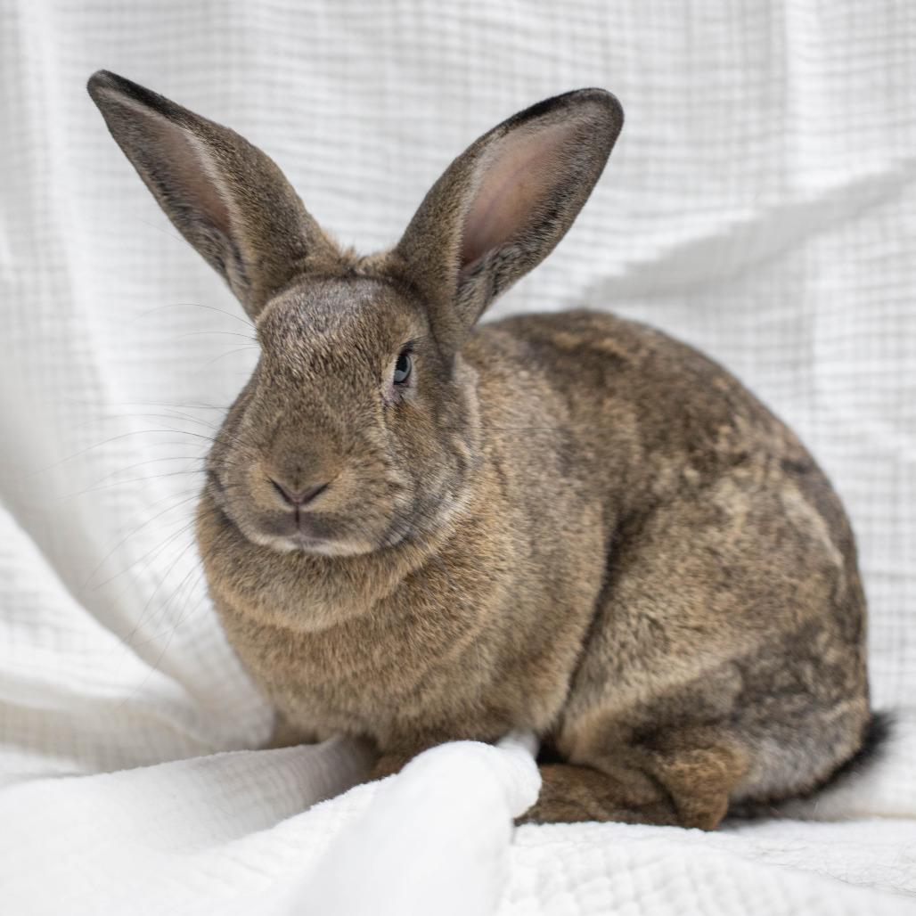 Enlarge Truffle, a Adoptable American in San Diego, CA image 4/6