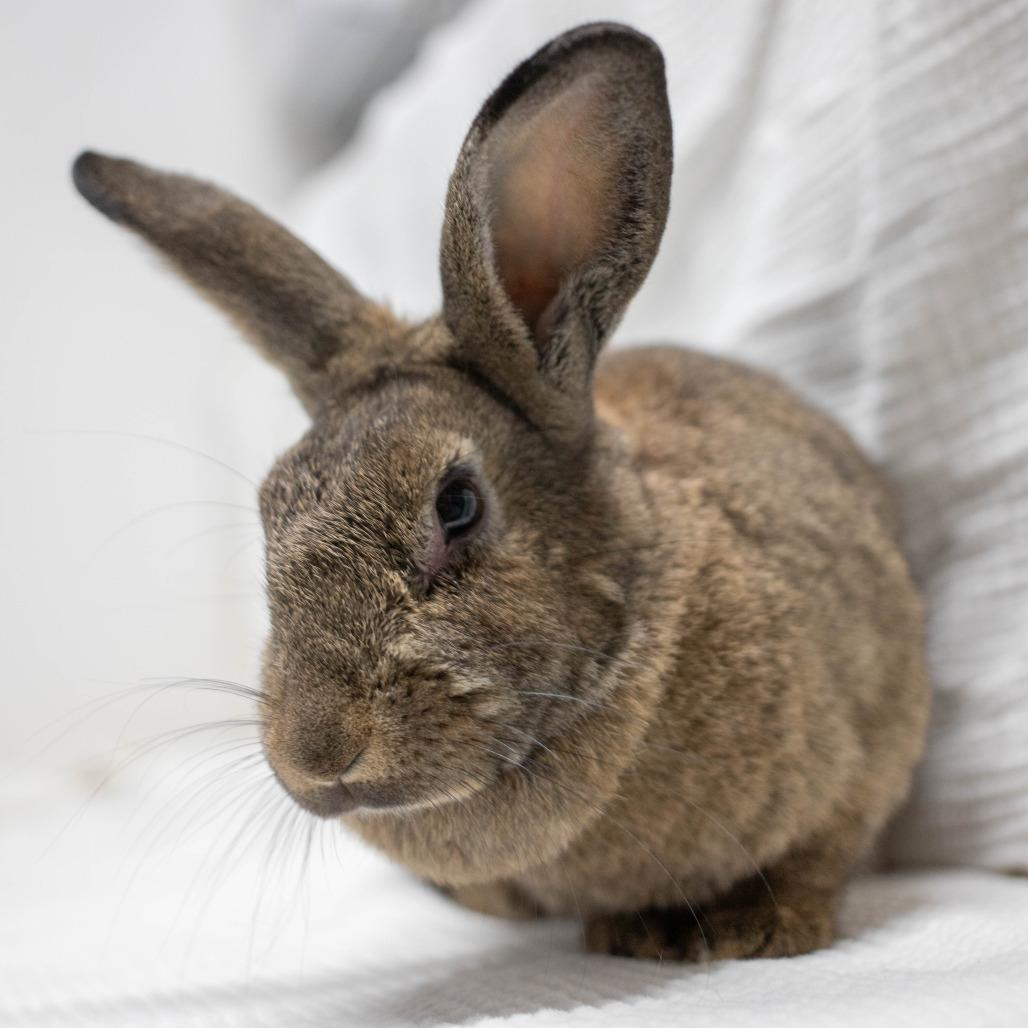 Enlarge Truffle, a Adoptable American in San Diego, CA image 5/6