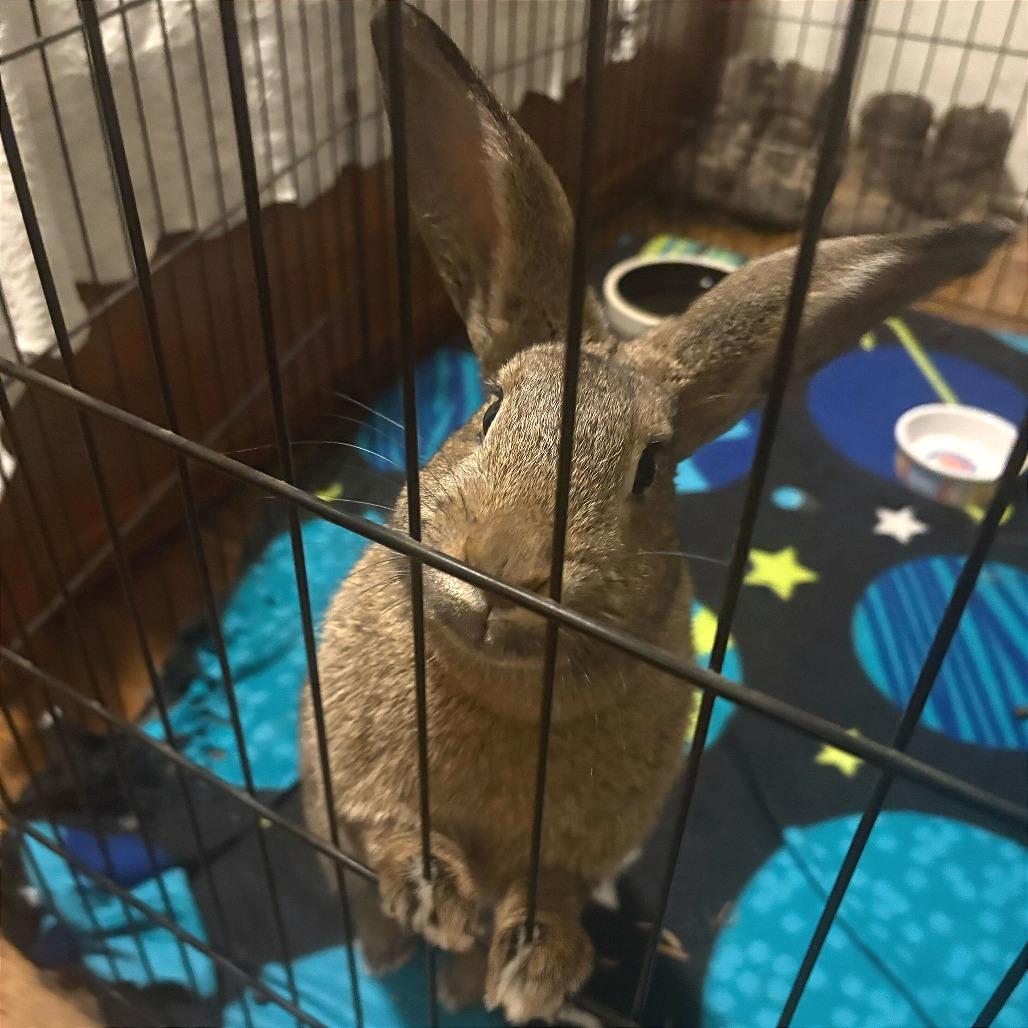 Enlarge Truffle, a Adoptable American in San Diego, CA image 6/6