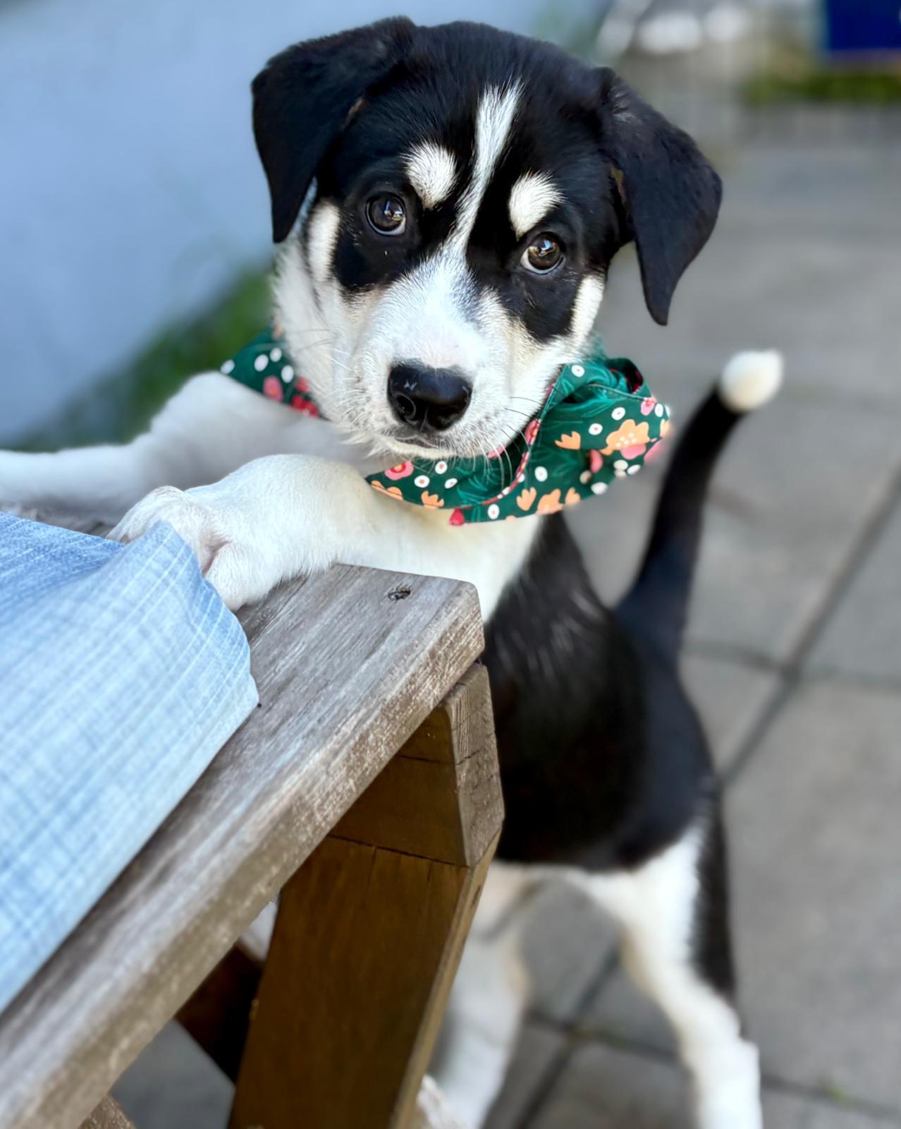 Enlarge Tuscany, a Adoptable Mixed Breed in San Diego, CA image 2/6