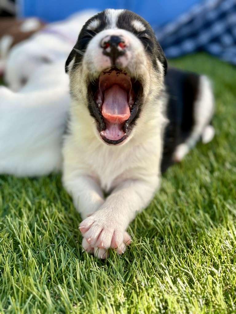 Enlarge Tuscany, a Adoptable Mixed Breed in San Diego, CA image 6/6