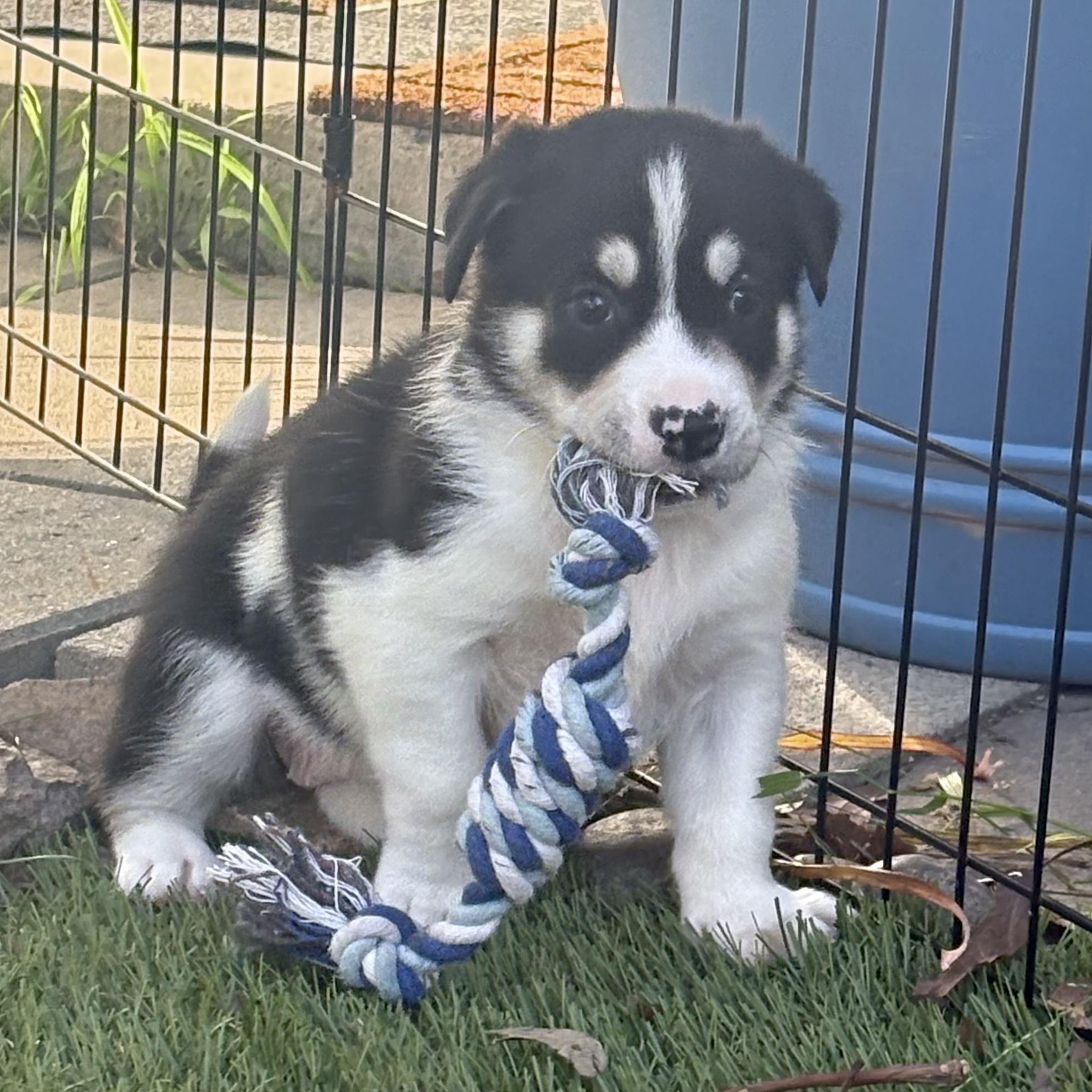 Enlarge Tuscany, a Adoptable Mixed Breed in San Diego, CA image 3/6