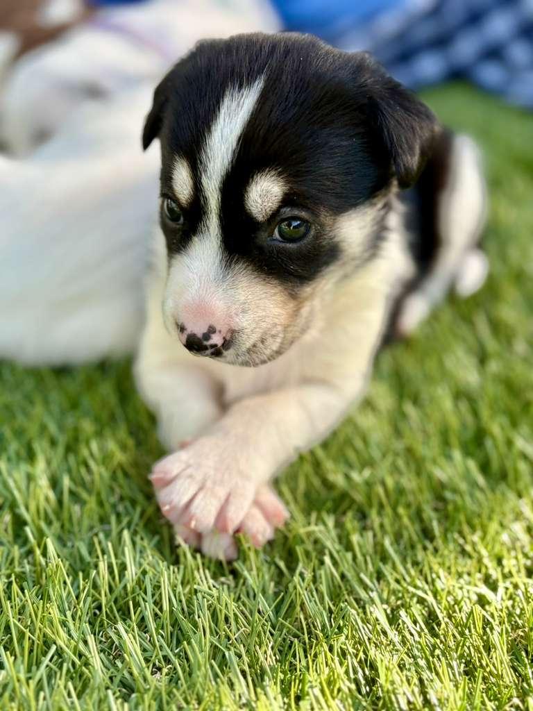 Enlarge Tuscany, a Adoptable Mixed Breed in San Diego, CA image 5/6