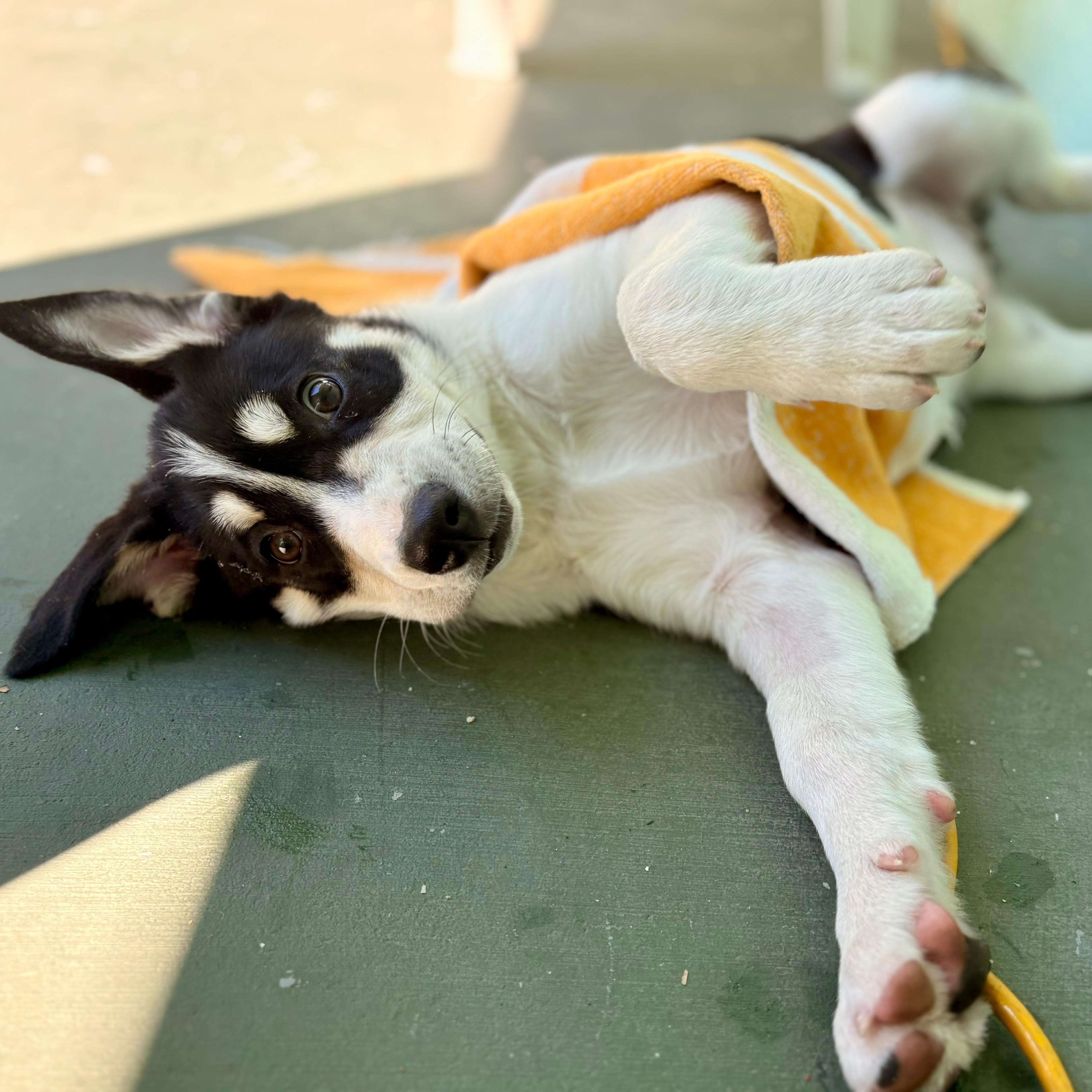 Tuscany, Adoptable, Puppy Female Mixed Breed.