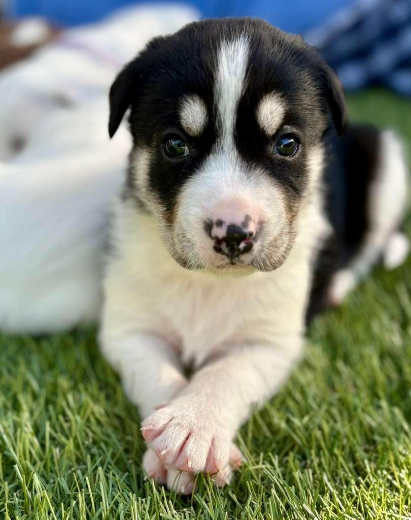 Enlarge Tuscany, a Adoptable Mixed Breed in San Diego, CA image 4/6