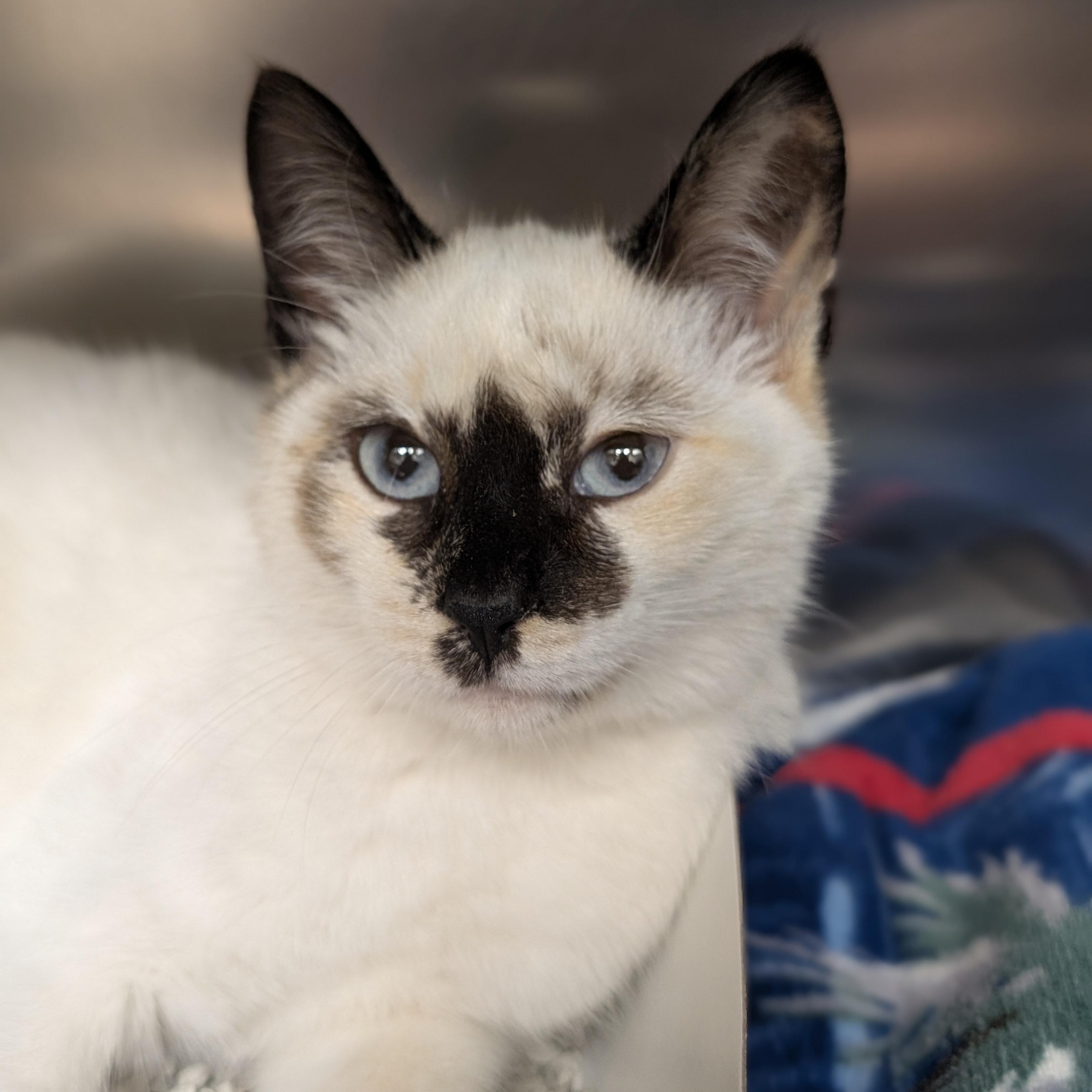 Enlarge Petunia, an adopted mixed breed in St. Augustine, FL image 1/3