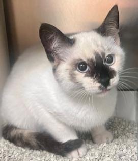 Enlarge Petunia, an adopted mixed breed in St. Augustine, FL image 3/3