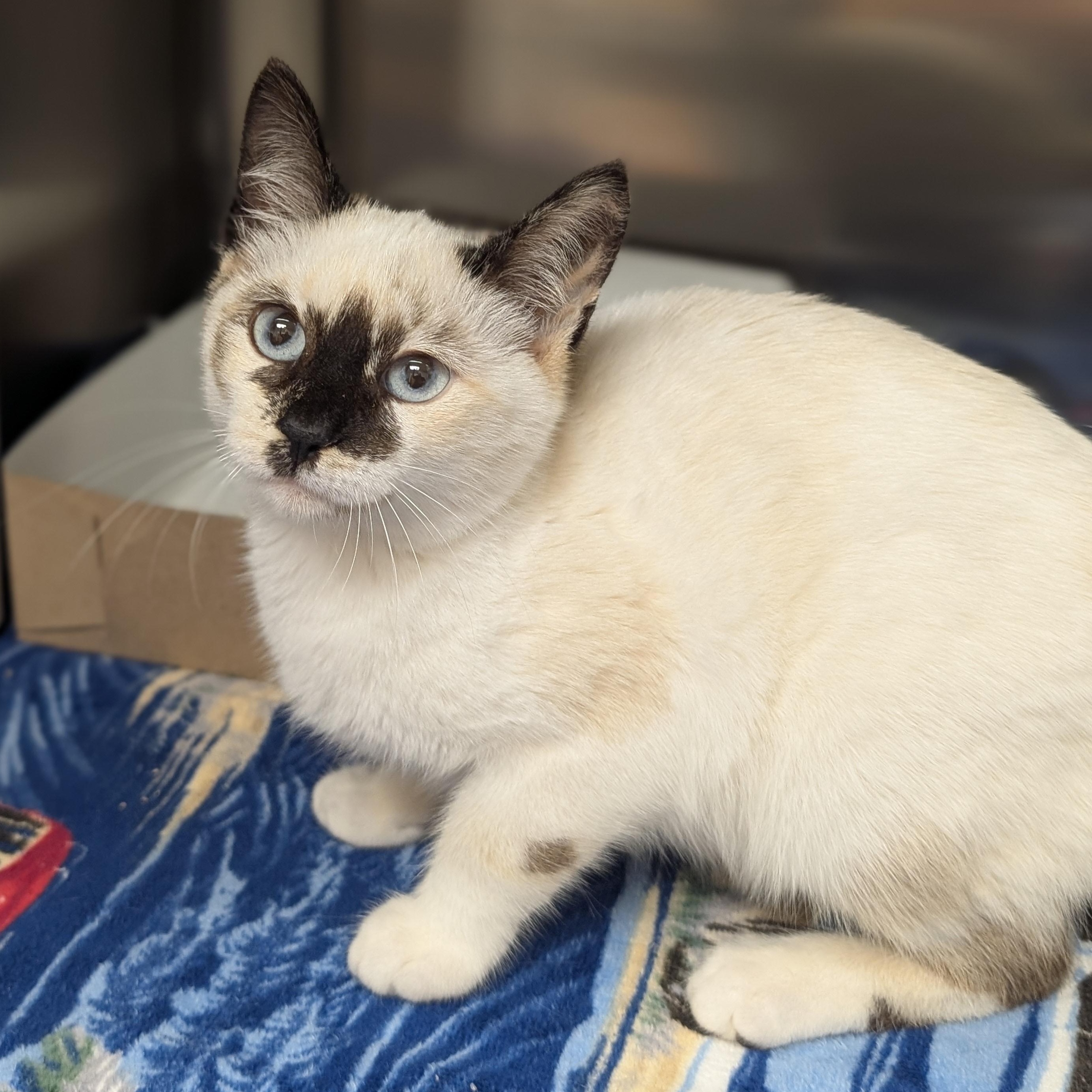 Enlarge Petunia, an adopted mixed breed in St. Augustine, FL image 2/3