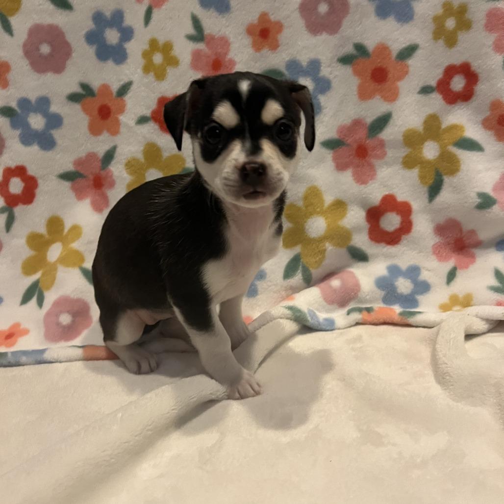 Isis, Adoptable, Puppy Female Chihuahua.