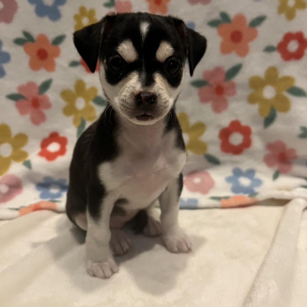 Isis, a Adoptable Chihuahua in Las Vegas, NV image 2/3