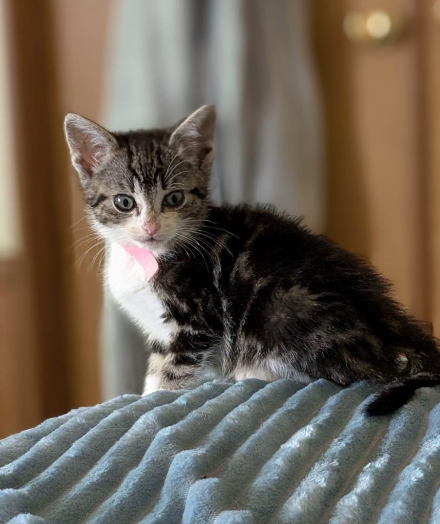 Enlarge kittens, a Adopted Domestic Short Hair in Westfield, MA image 1/4