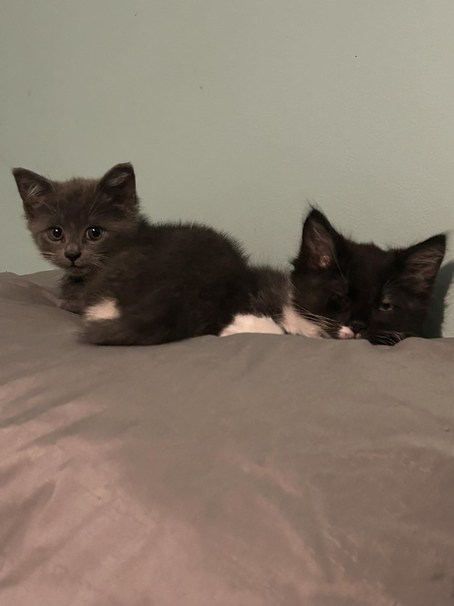 kittens, Adopted, Kitten Female Domestic Short Hair.