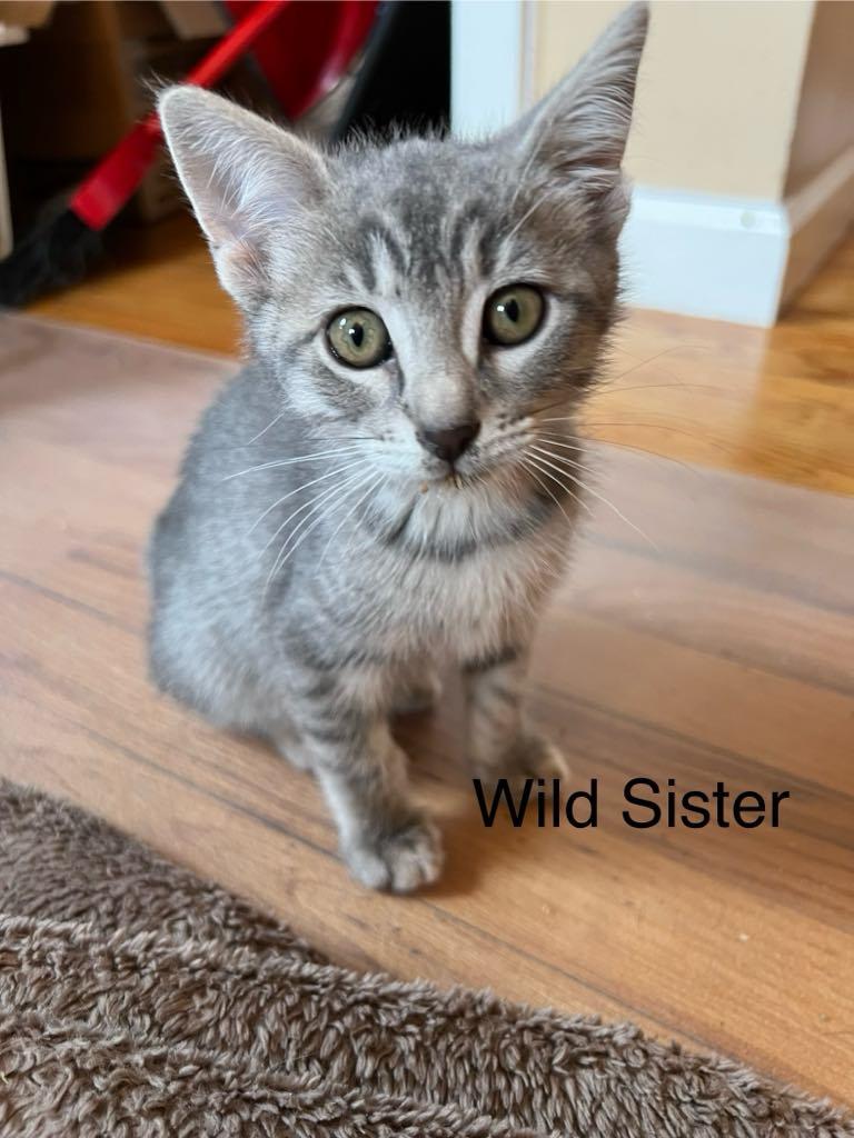 Enlarge kittens, a Adopted Domestic Short Hair in Westfield, MA image 3/4