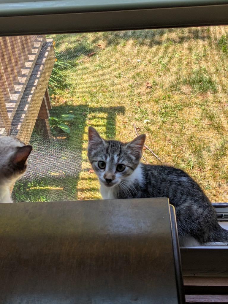 Enlarge kittens, a Adopted Domestic Short Hair in Westfield, MA image 4/4