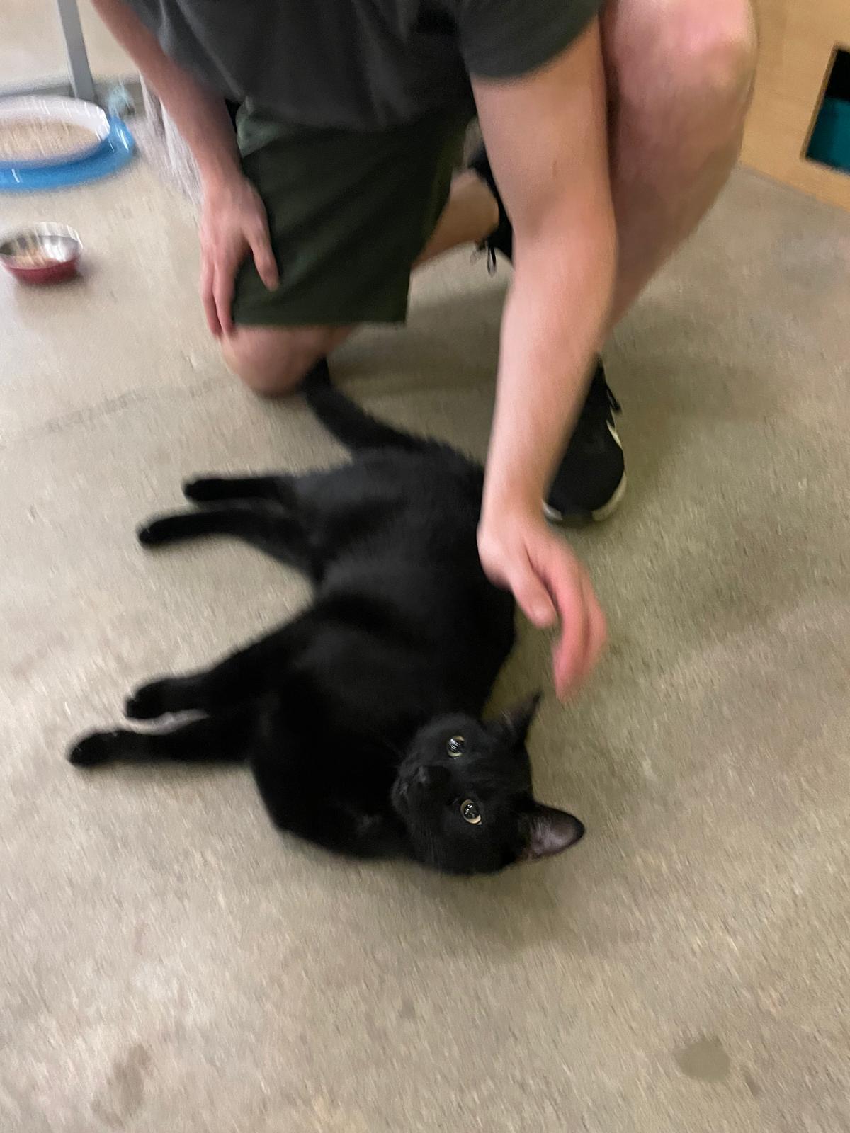 Obsidian - Play and nap, that's my jam!, a Adoptable Domestic Short Hair in Fountain Valley, CA image 3/4