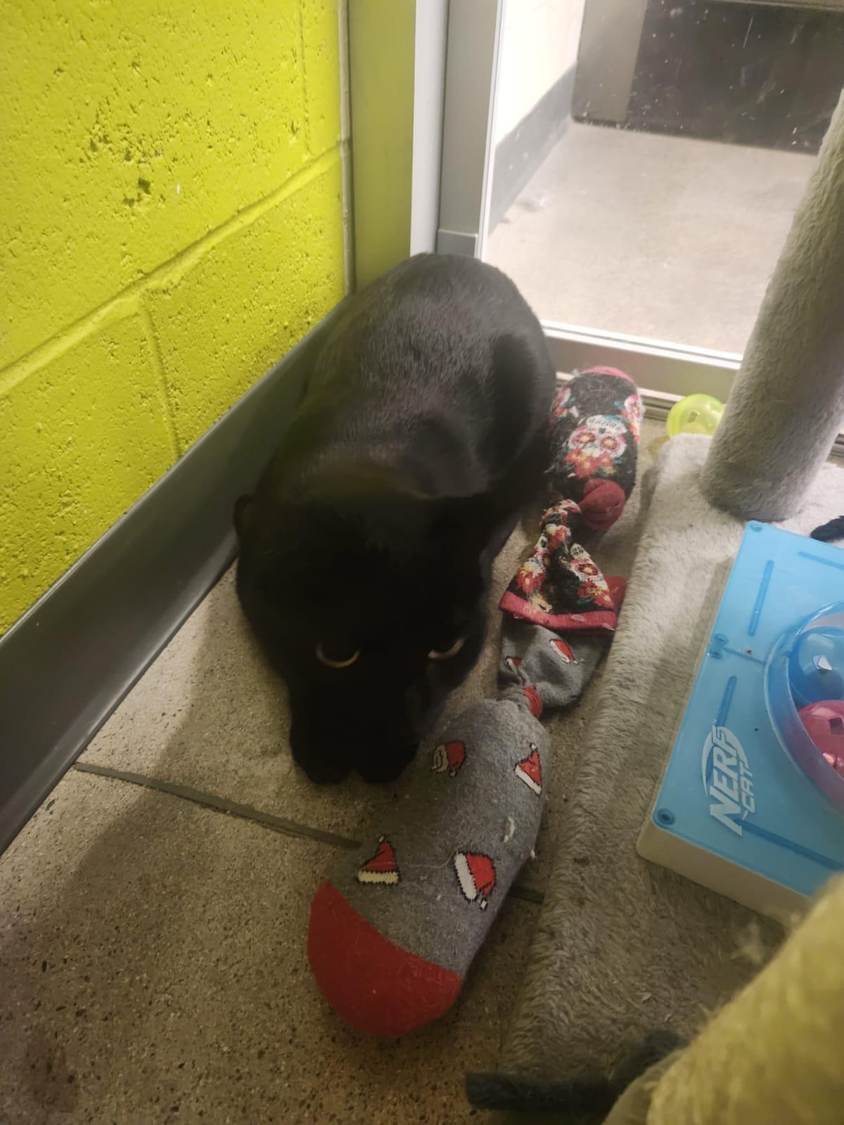 Obsidian - Play and nap, that's my jam!, a Adoptable Domestic Short Hair in Fountain Valley, CA image 4/4