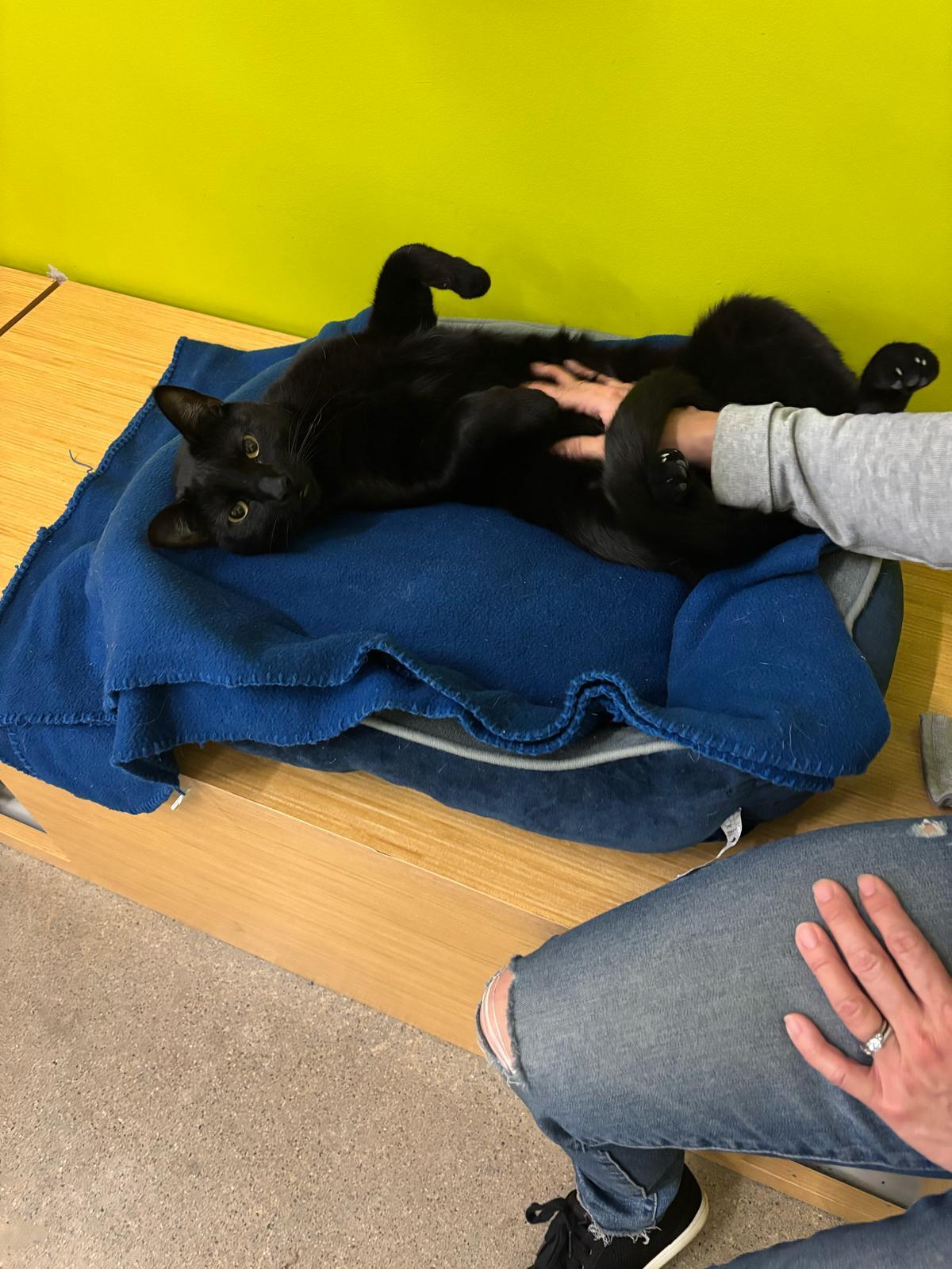 Obsidian - Play and nap, that's my jam!, Adoptable, Adult Male Domestic Short Hair.