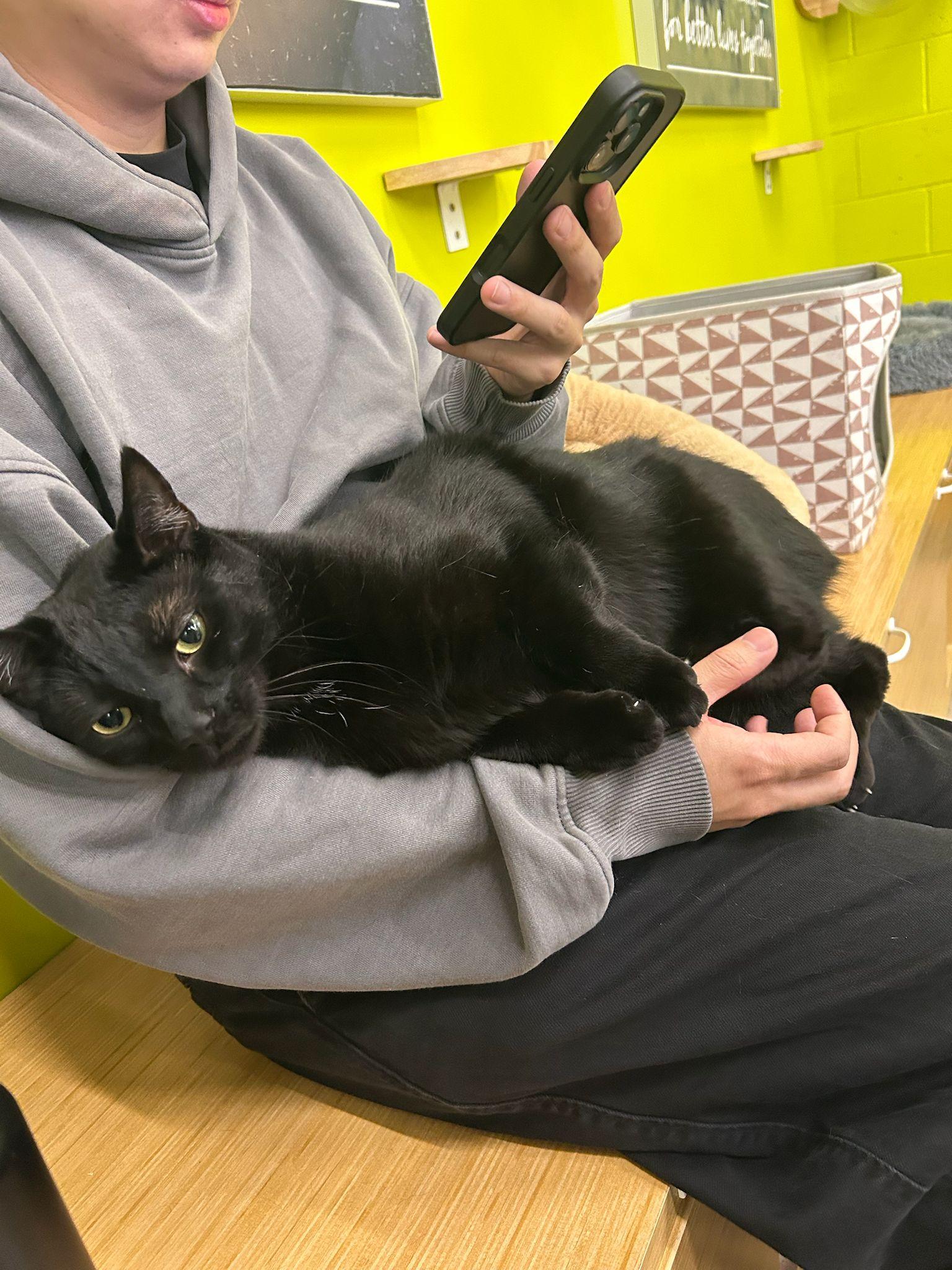 Enlarge Obsidian - Play and nap, that's my jam!, a Adoptable Domestic Short Hair in Fountain Valley, CA image 5/5