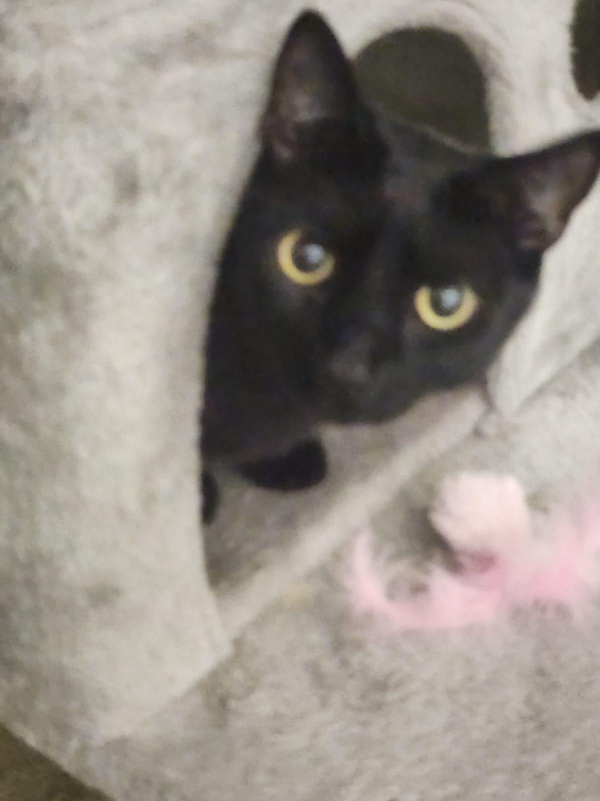 Obsidian - Play and nap, that's my jam!, a Adoptable Domestic Short Hair in Fountain Valley, CA image 2/4