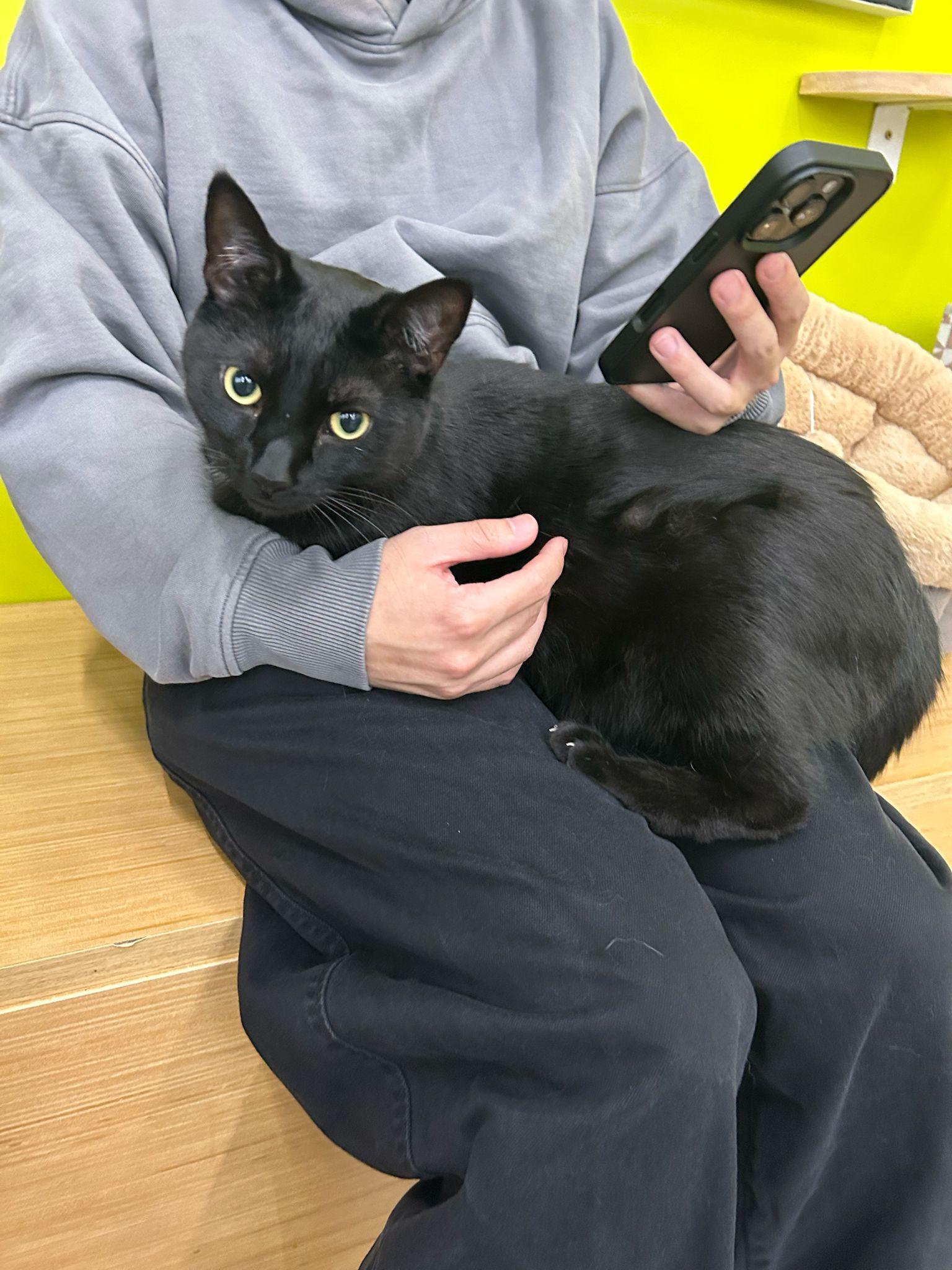 Obsidian - Play and nap, that's my jam!, Adoptable, Adult Male Domestic Short Hair.
