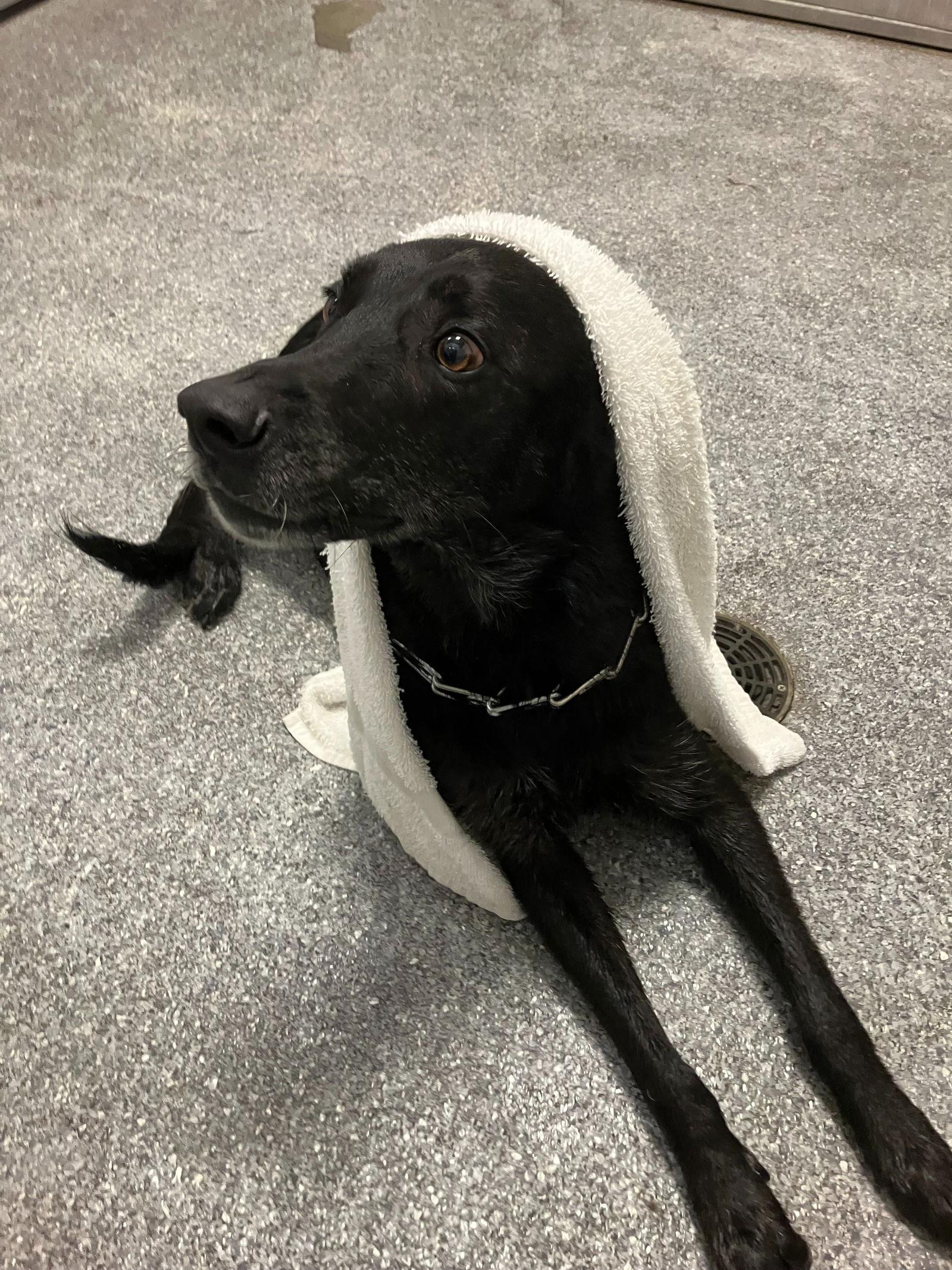 Enlarge Bolt, a Adopted mixed breed in Carrollton, TX image 1/3