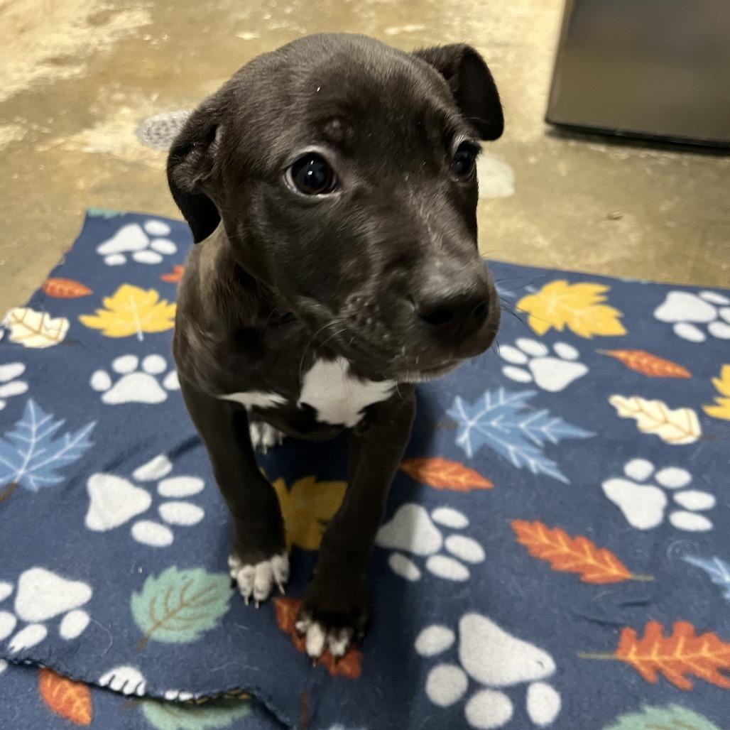Enlarge Oreo, a Adoptable mixed breed in Clanton, AL image 1/2