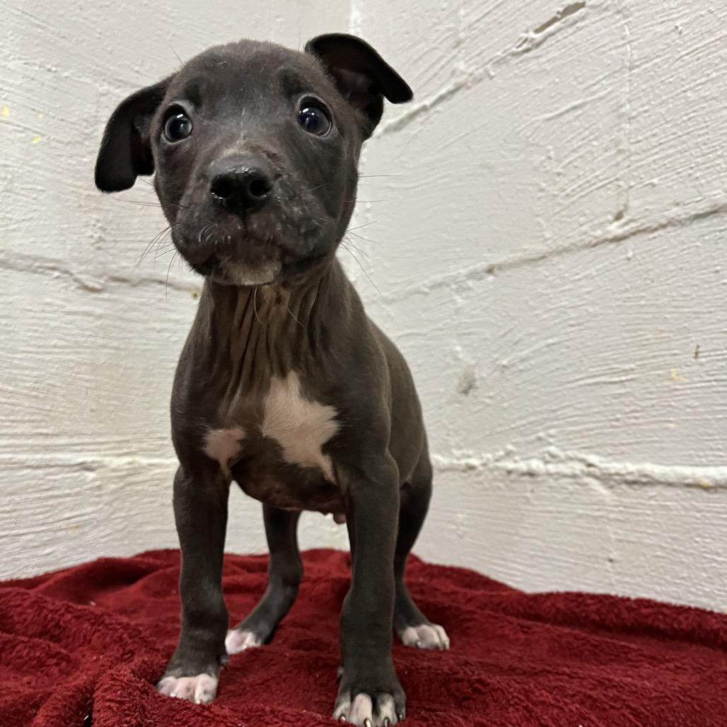 Enlarge Oreo, a Adoptable mixed breed in Clanton, AL image 2/2