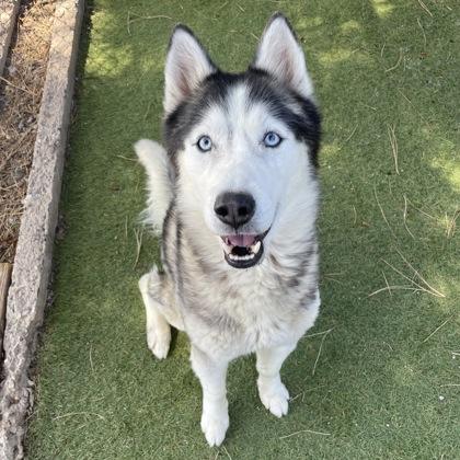 Apollo, Adoptable, Adult Male Husky.