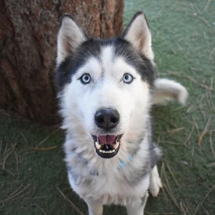 Apollo, a Adoptable mixed breed in Flagstaff, AZ image 2/2