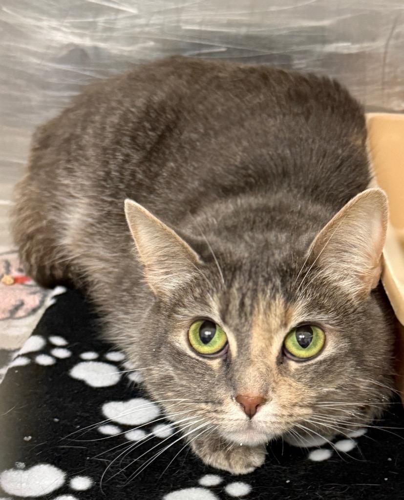 Mimi, Adoptable, Young Female Domestic Short Hair.