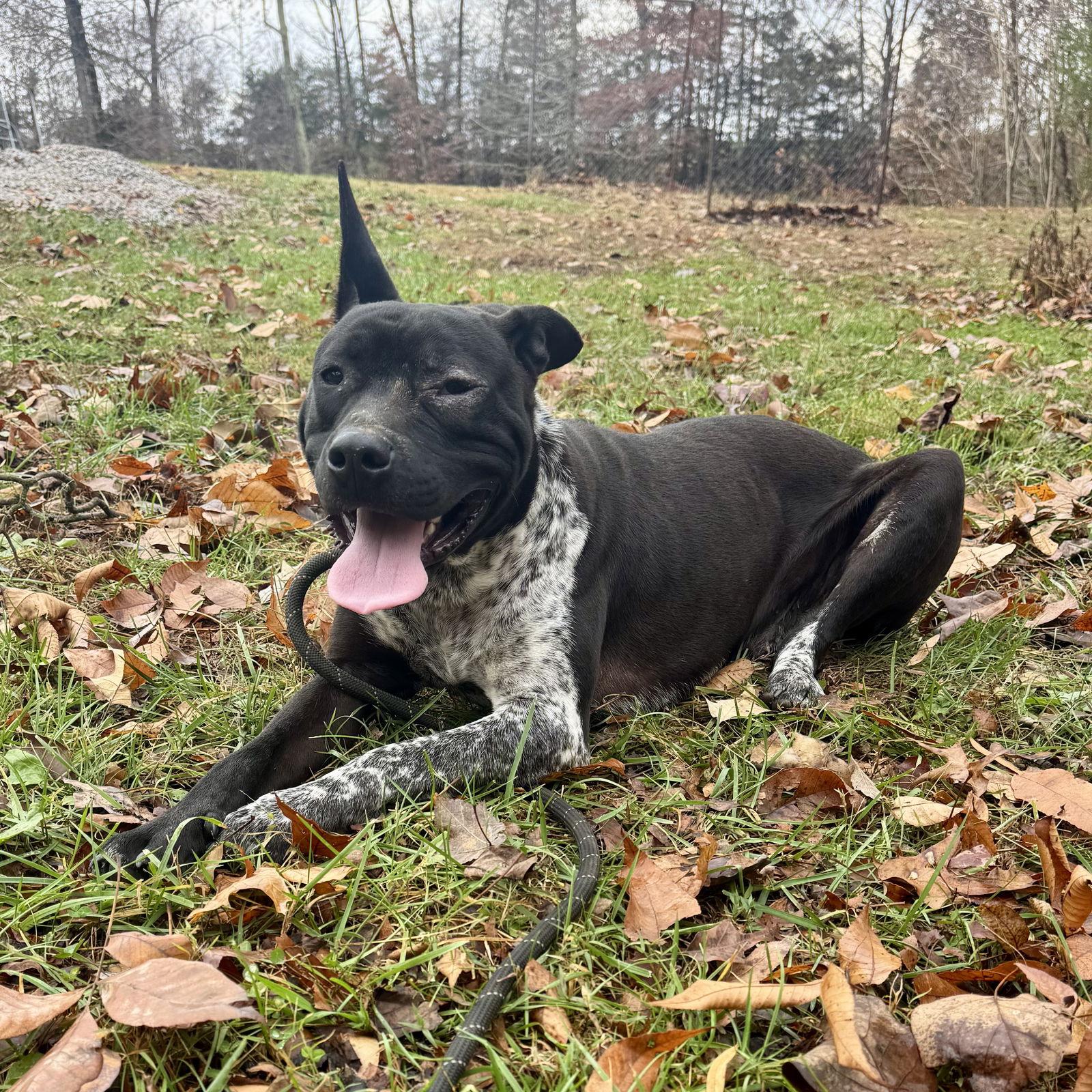 Pickles, Adoptable, Young Male Staffordshire Bull Terrier.