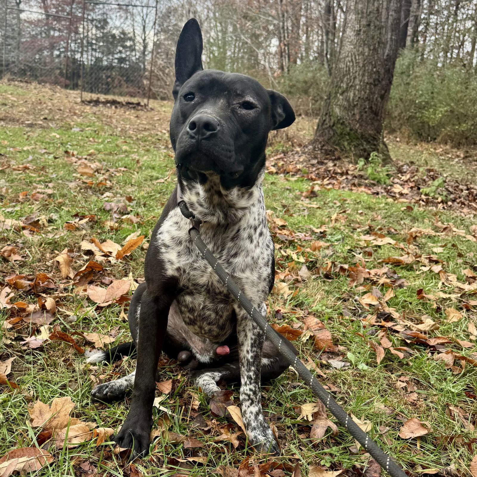 Enlarge Pickles, a Adoptable Staffordshire Bull Terrier in Sparta, TN image 2/2