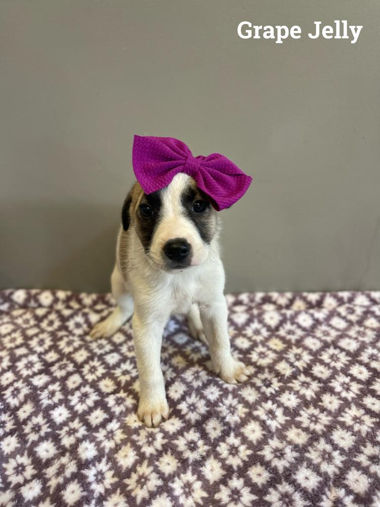 Anna, Adopted, Puppy Female Great Pyrenees & Anatolian Shepherd.