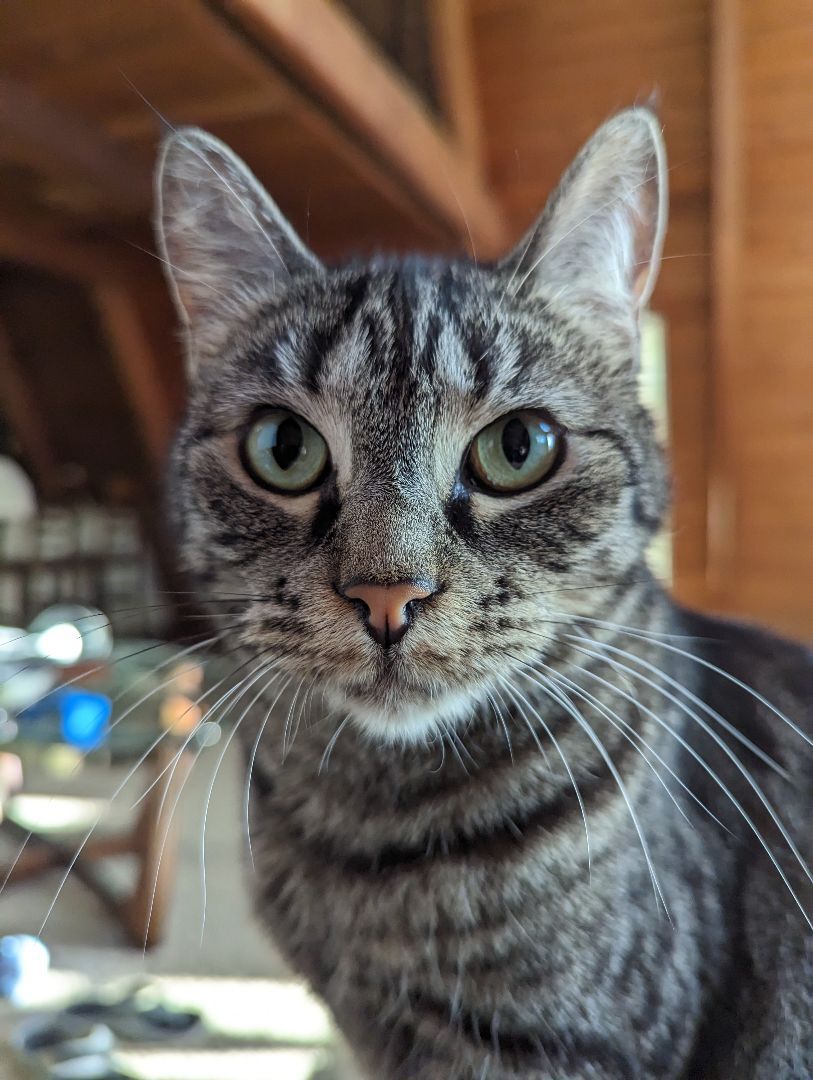 Enlarge Jemima, a Adoptable Tabby in Xenia, OH image 2/5