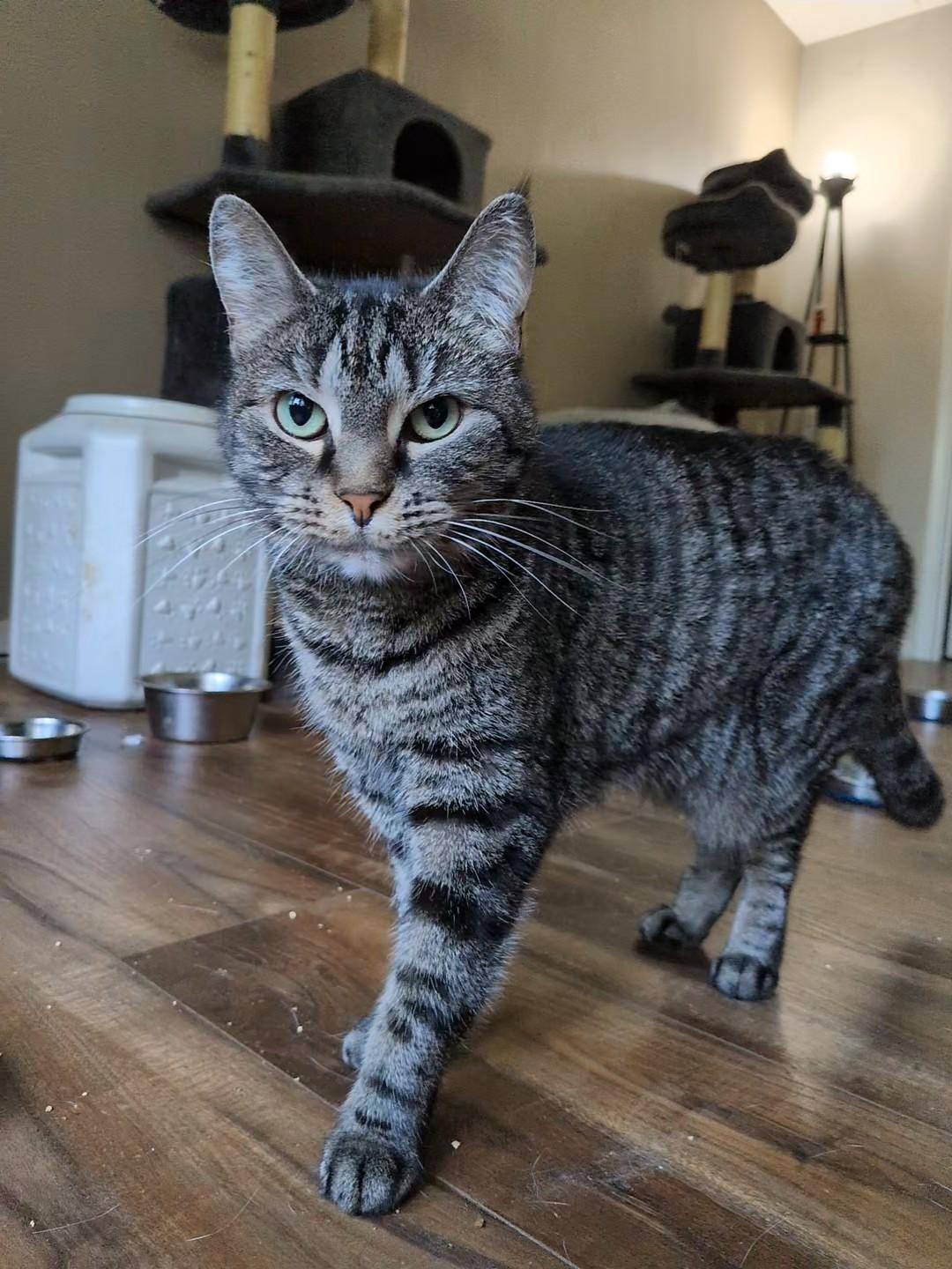 Enlarge Jemima, a Adoptable Tabby in Xenia, OH image 3/5