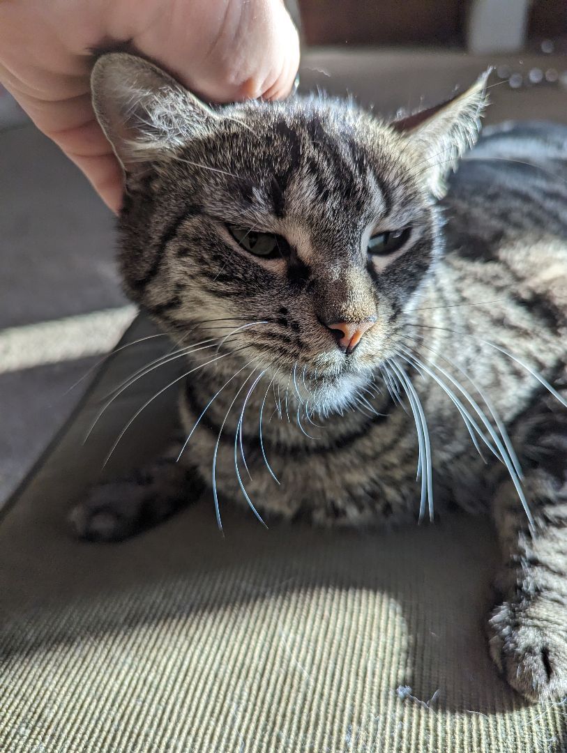 Enlarge Jemima, a Adoptable Tabby in Xenia, OH image 4/5