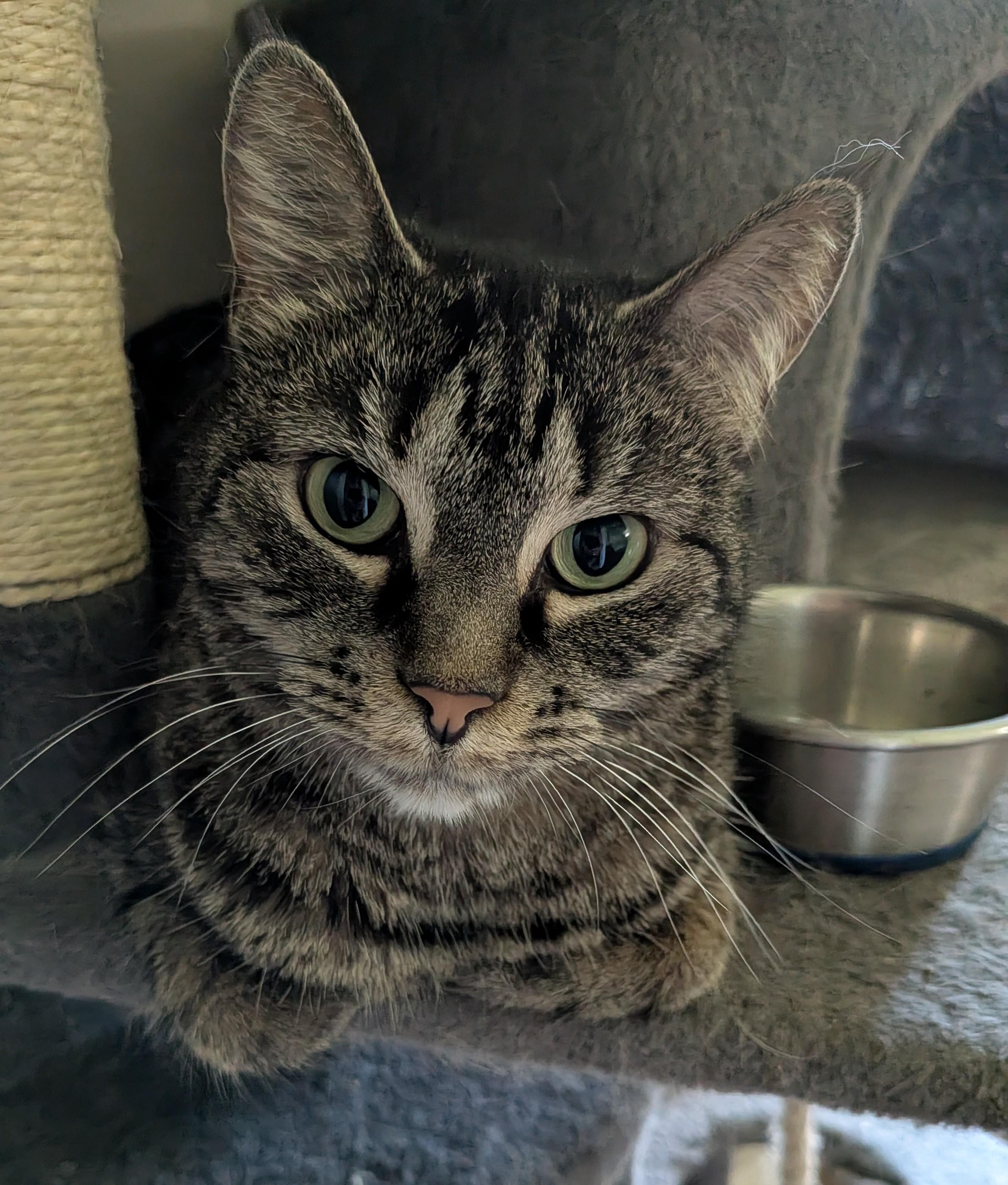 Jemima, Adoptable, Young Female Tabby.