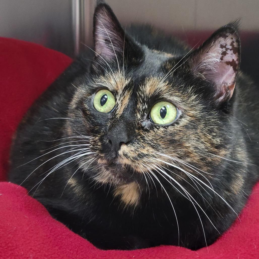 Maddie, a Adoptable Domestic Short Hair in Lee's Summit, MO image 1/3