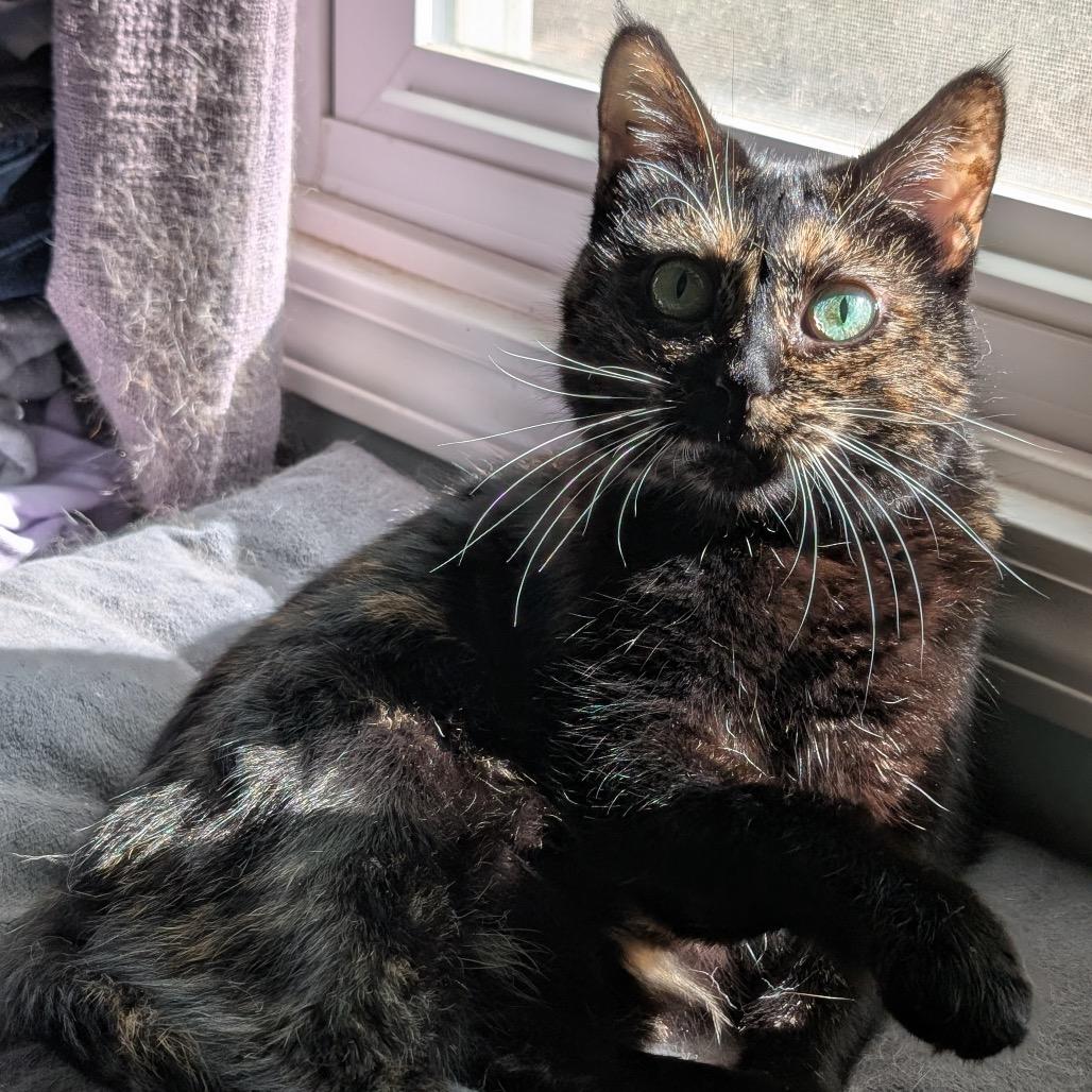 Maddie, a Adoptable Domestic Short Hair in Lee's Summit, MO image 2/3