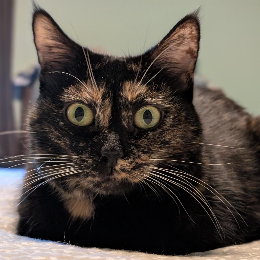 Maddie, a Adoptable Domestic Short Hair in Lee's Summit, MO image 3/3