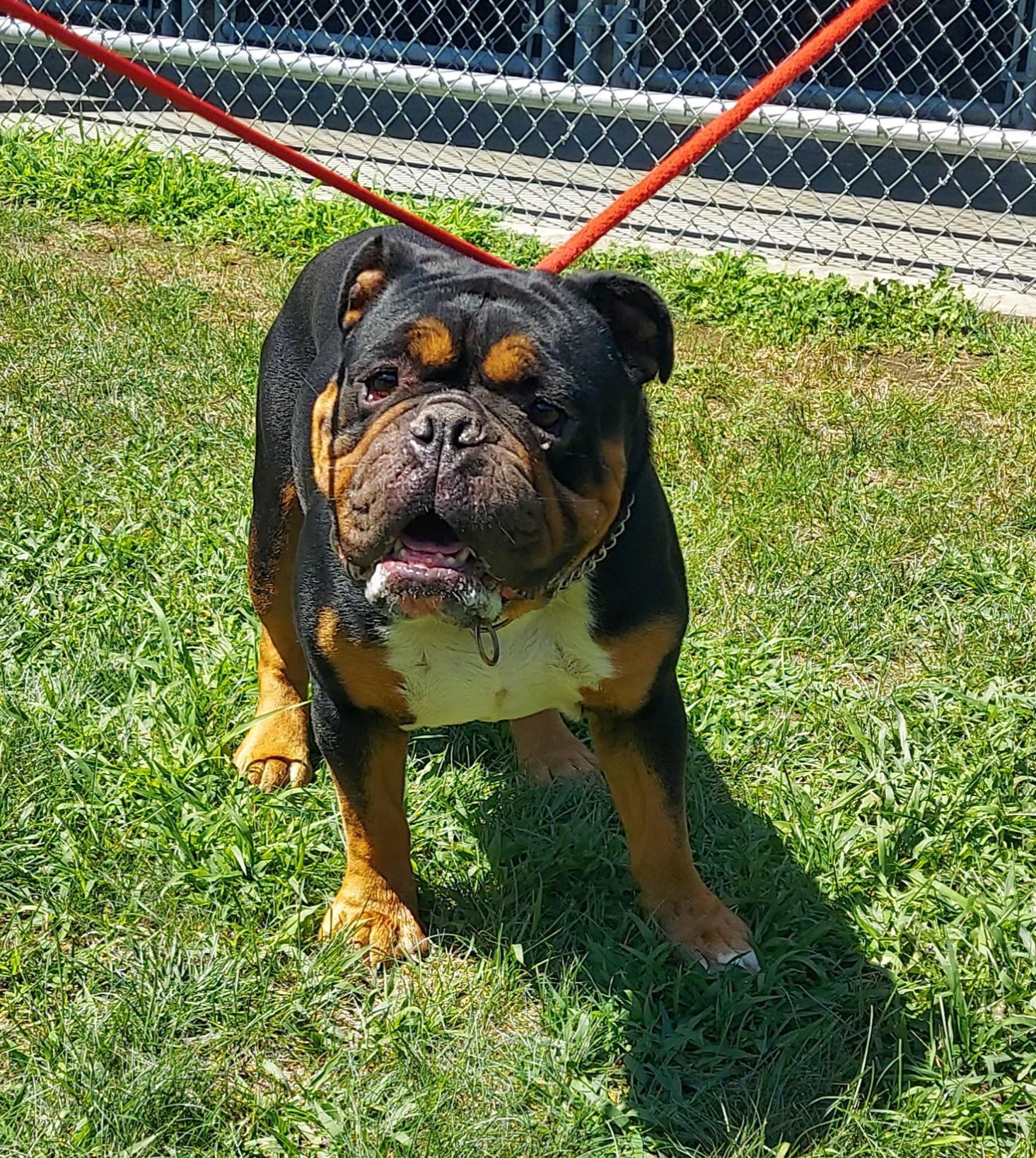 Enlarge 110, a ADOPTABLE mixed breed in Pawtucket, RI image 1/1