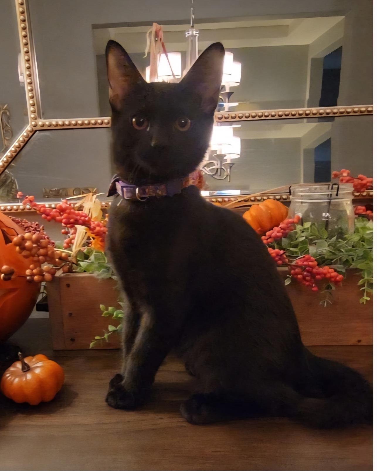 Enlarge Vigo, a Adoptable Domestic Short Hair in Litchfield Park, AZ image 1/4