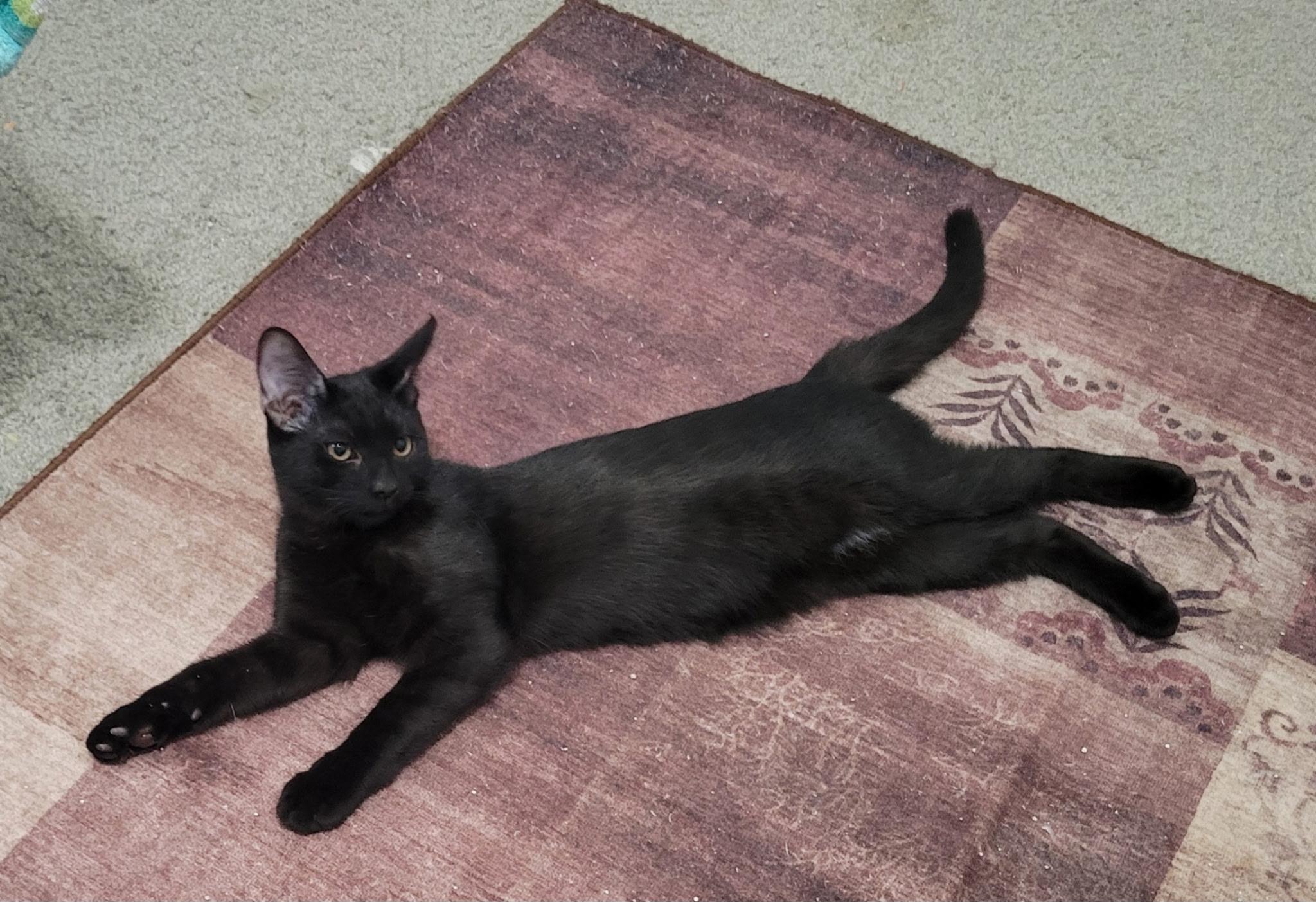 Enlarge Vigo, a Adoptable Domestic Short Hair in Litchfield Park, AZ image 4/4