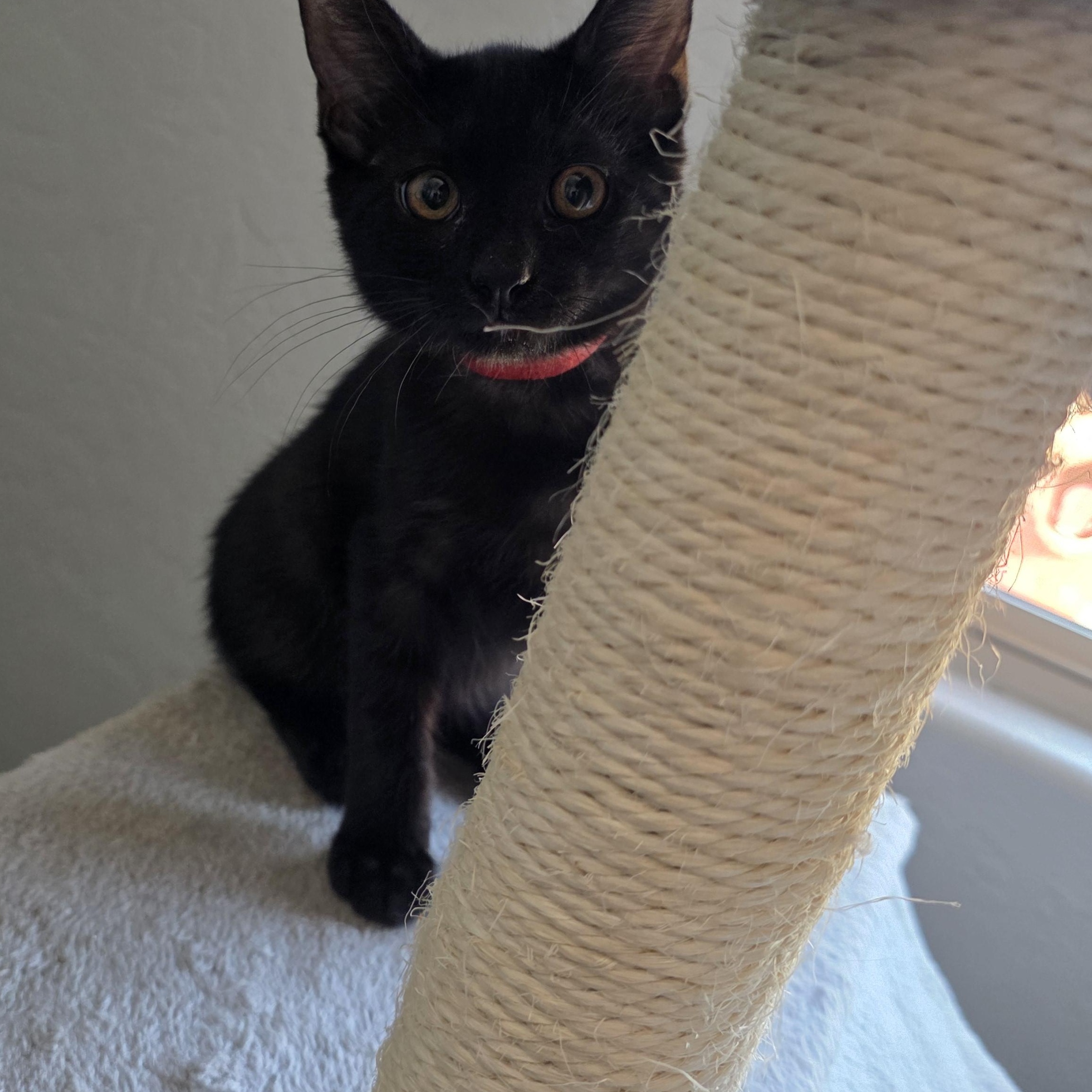 Enlarge Vigo, a Adoptable Domestic Short Hair in Litchfield Park, AZ image 2/4